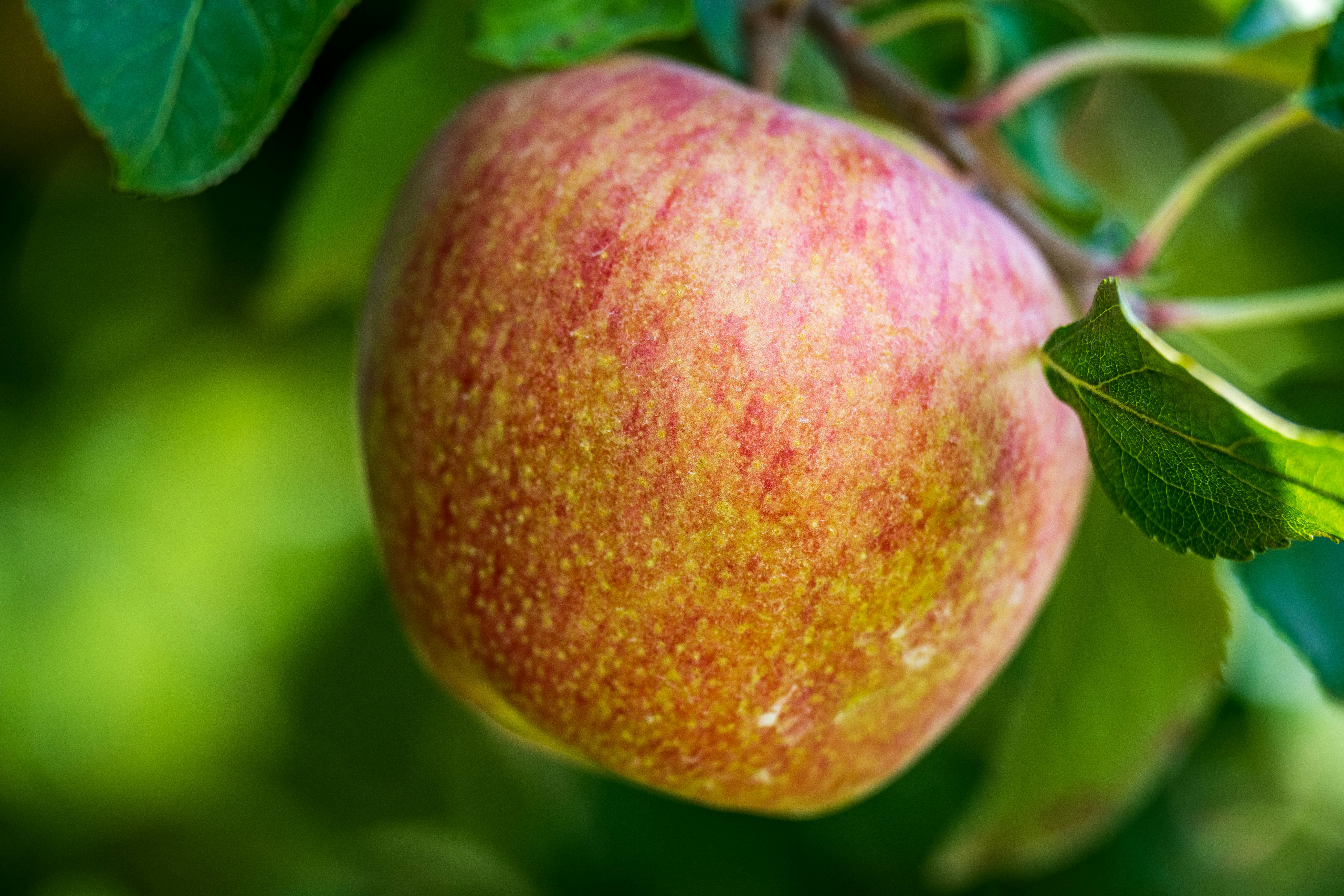 Global Feature: Apple Learning Coach Program — Photo by Mark Stebnicki on Pexels