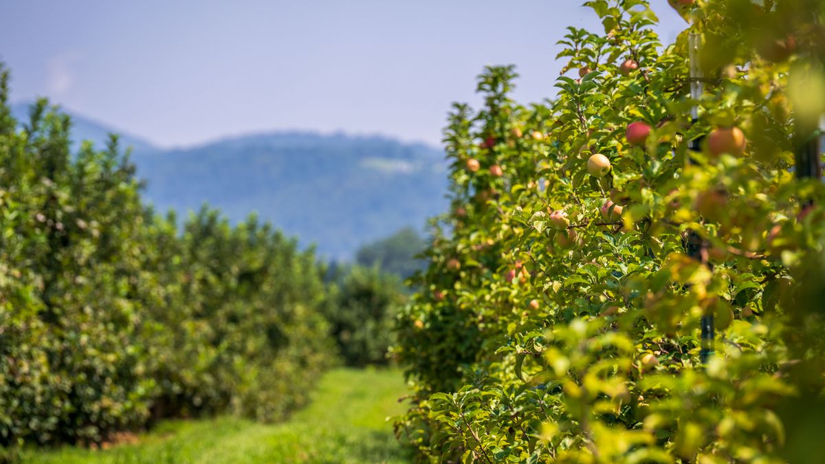 Choisir des arbres fruitiers adaptés à la région dAngers - illustration