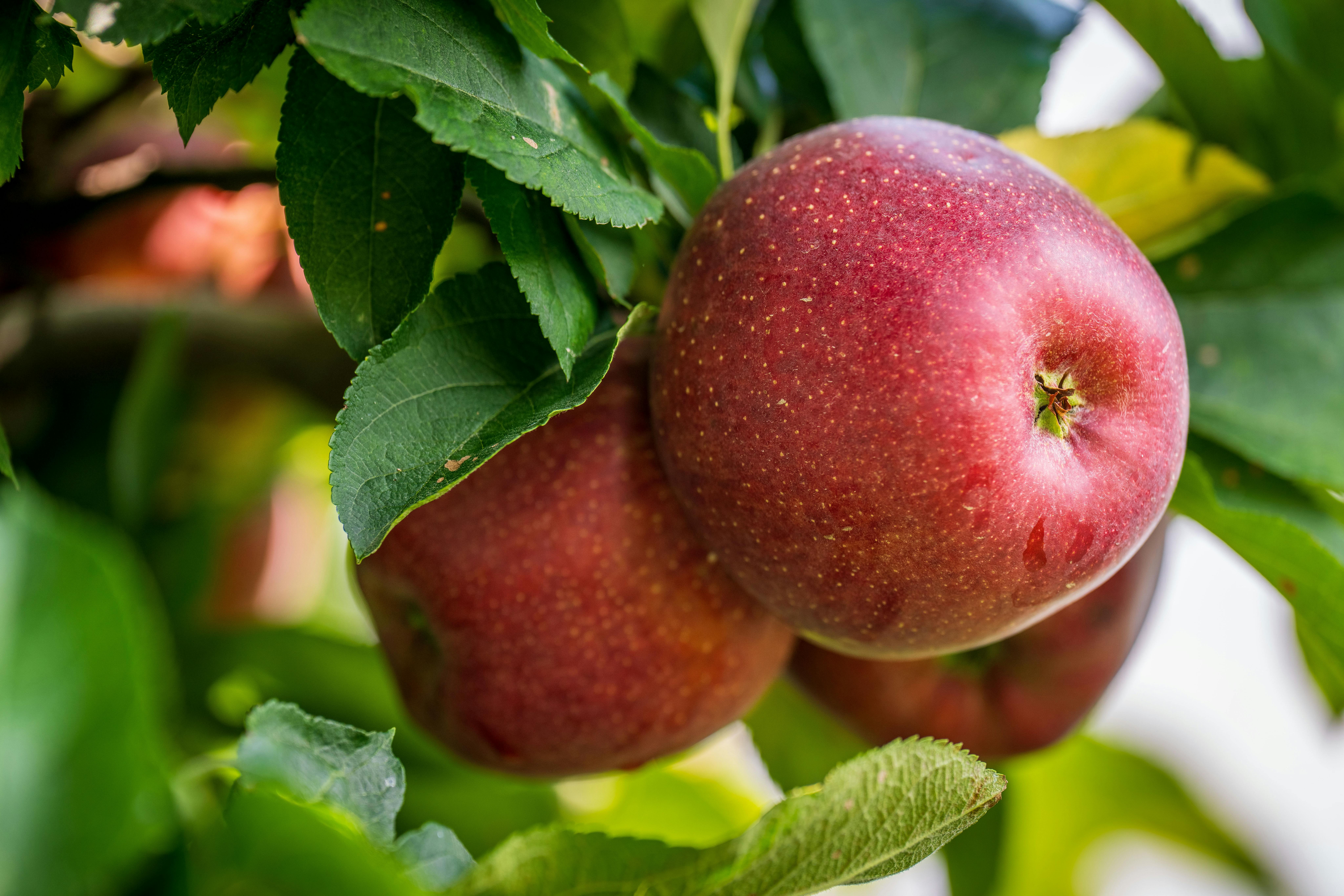Apple earnings, March PCE, Q1 GDP, mortgage rates: What to Watch — Photo by Mark Stebnicki on Pexels