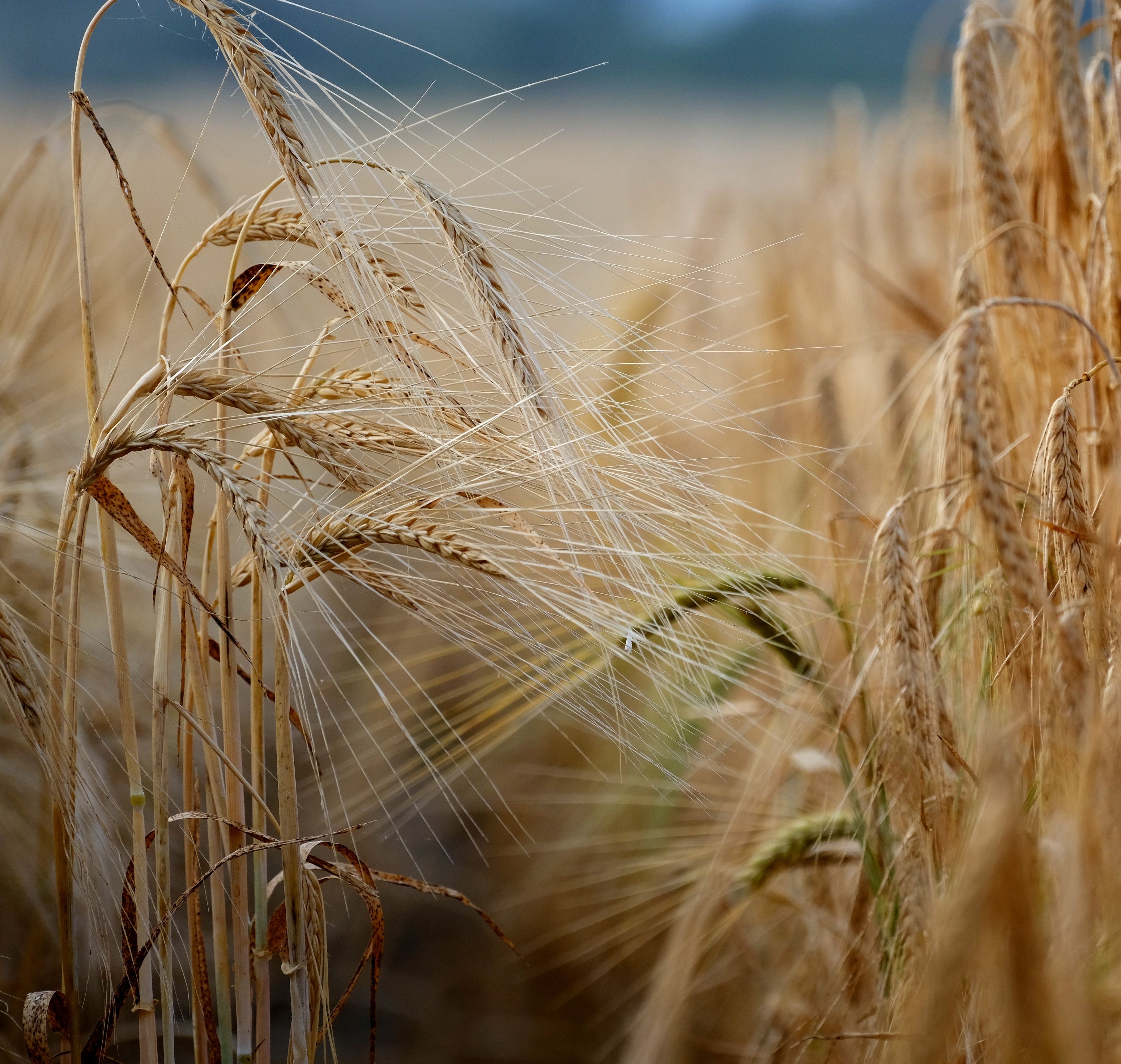 grain-free vs grain-inclusive dog food 2026