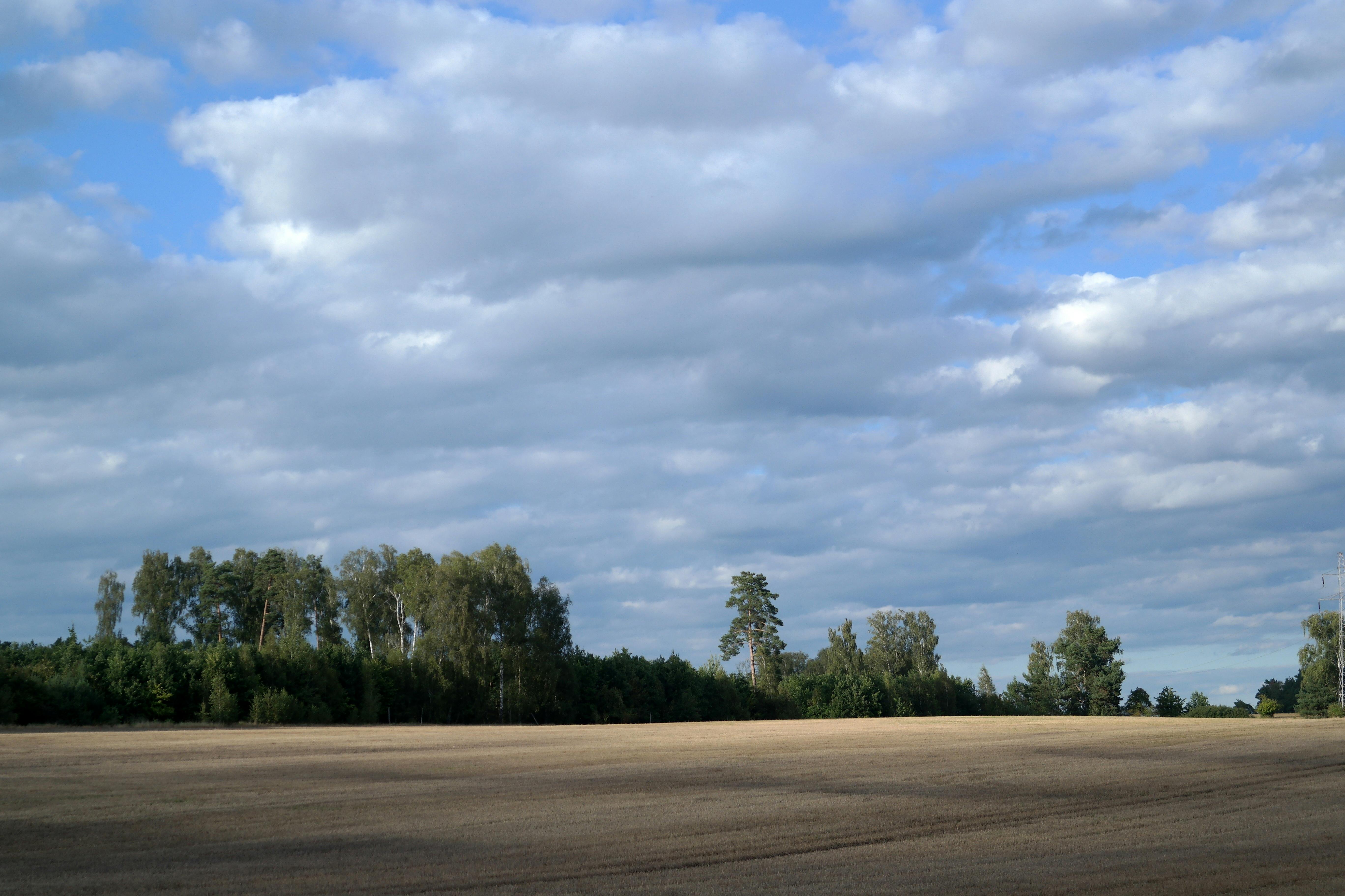 Kostenlos Ruhiges, offenes Feld mit Bäumen und bewölktem Himmel, perfekt für Naturthemen. Stock-Foto