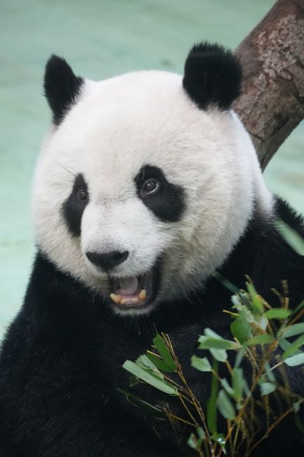 A detailed close-up shot of a giant panda enjoying bamboo indoors.