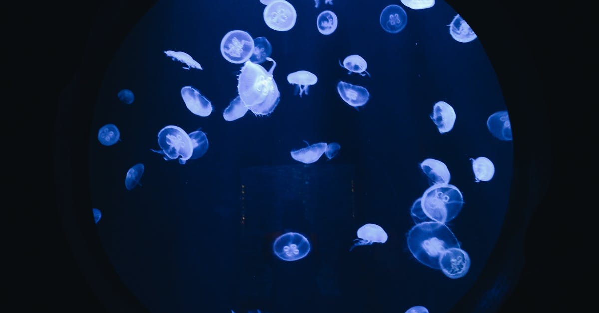 Free stock photo of jellyfish, sea