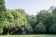 Lush Greenery Surrounding Linggu Pagoda in Nanjing