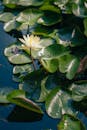Serene Water Lily Blooms in Sunlit Pond