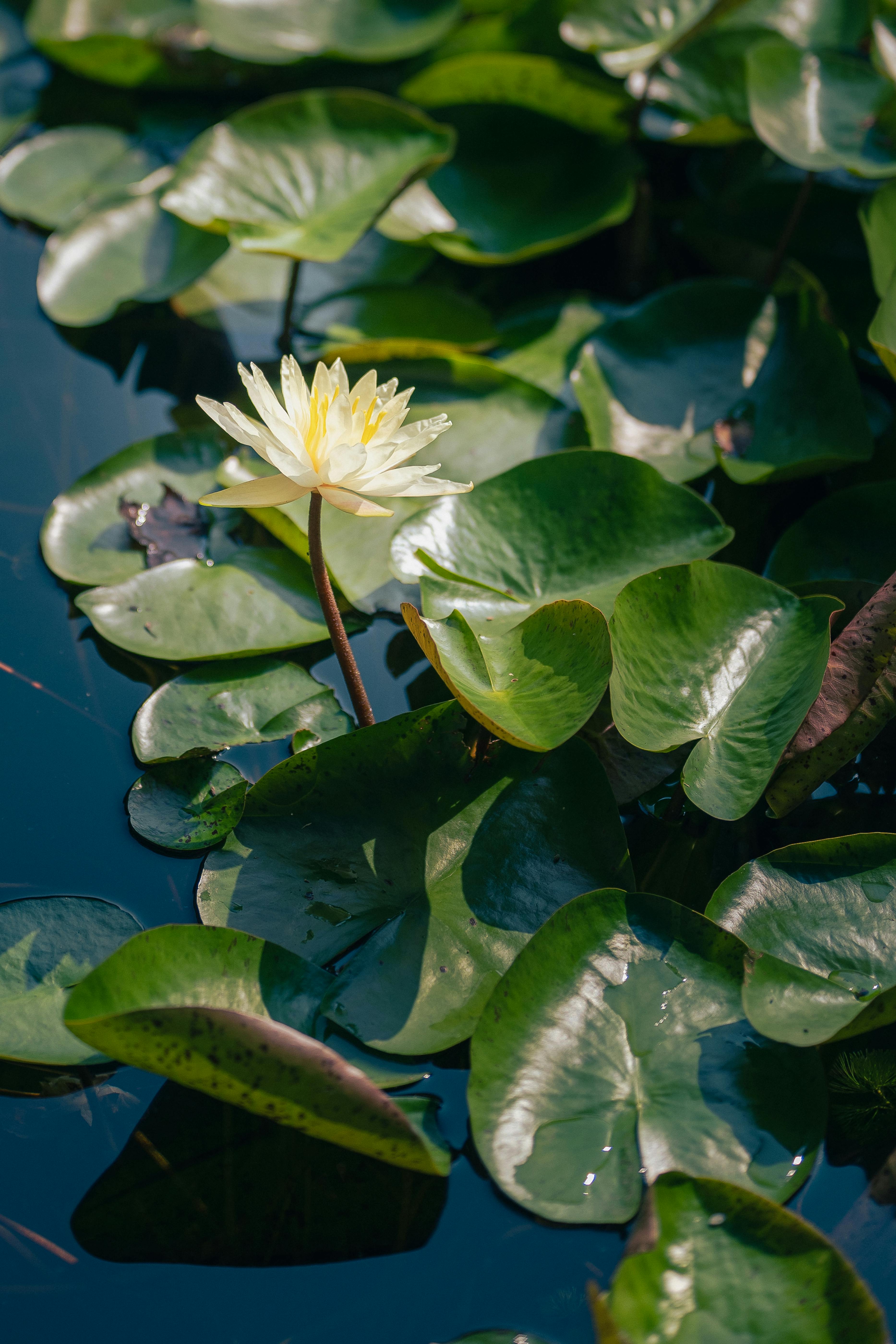 Serene Water Lily Blooms in Sunlit Pond