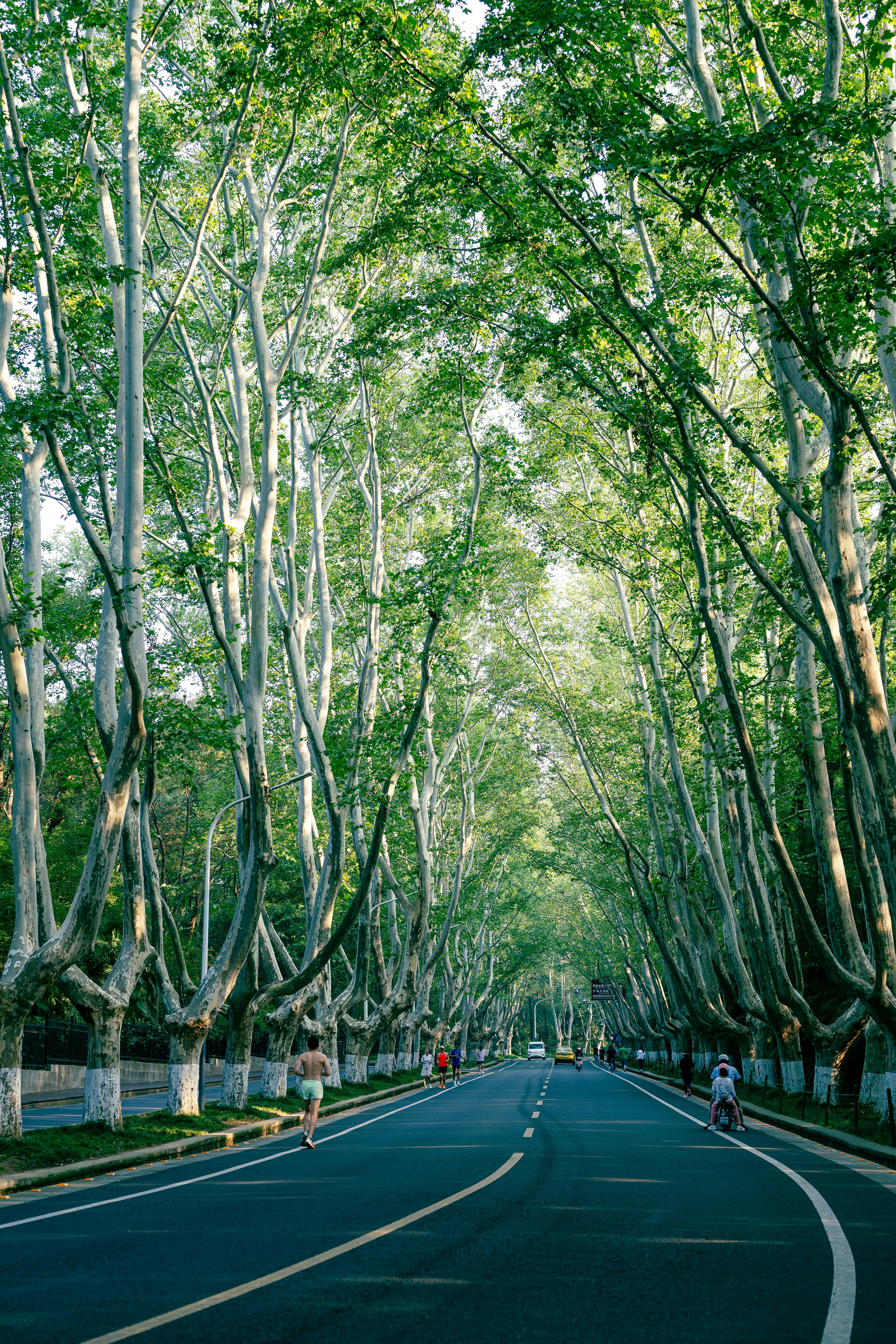 Peaceful avenue lined with plane trees in Nanjing, perfect for a scenic stroll.
