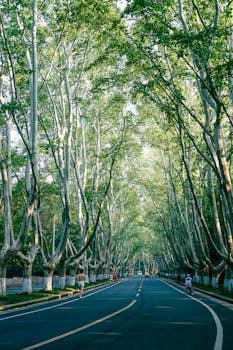 Peaceful avenue lined with plane trees in Nanjing, perfect for a scenic stroll.