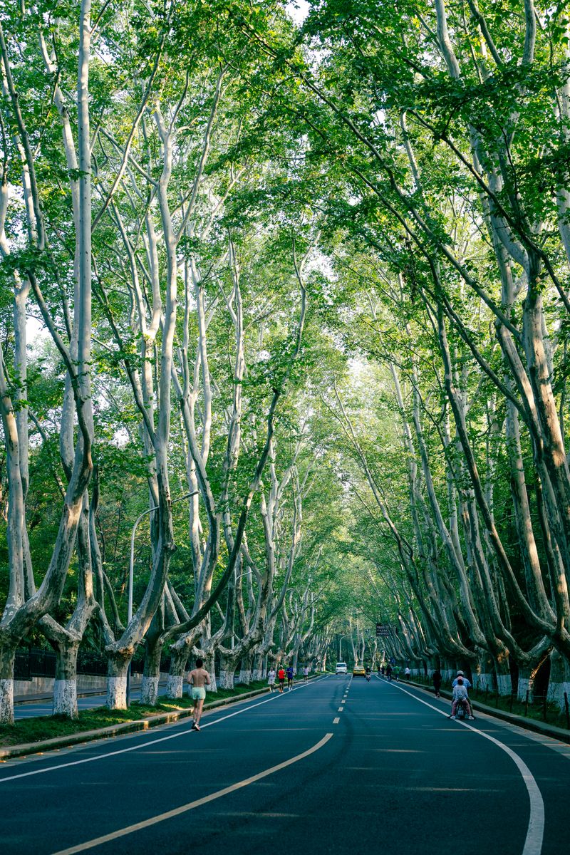 Tree-lined avenue road