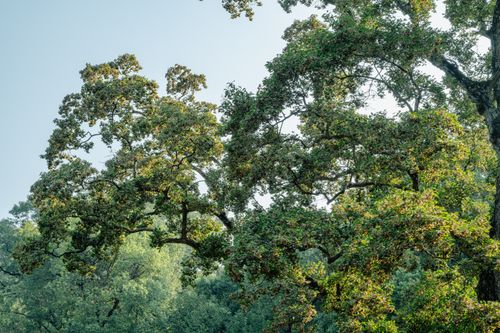 Free Dense tree foliage captured in Nanjing, China, showcasing vibrant nature during a sunny day. Stock Photo