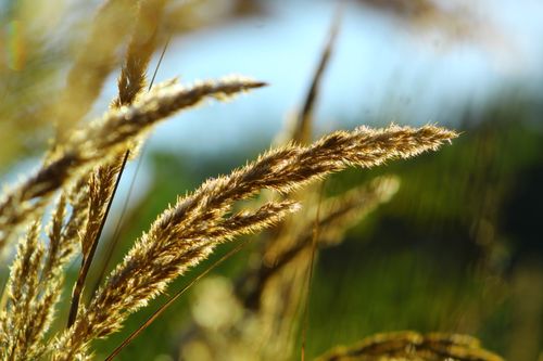 Free A vibrant close-up of golden wheat fields under bright sunlight, capturing nature's beauty. Stock Photo