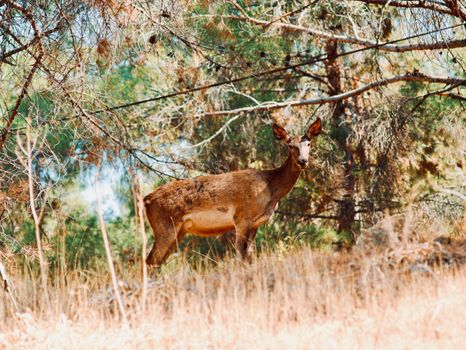 A deer stands quietly among trees in a tranquil forest setting, bathed in summer light.