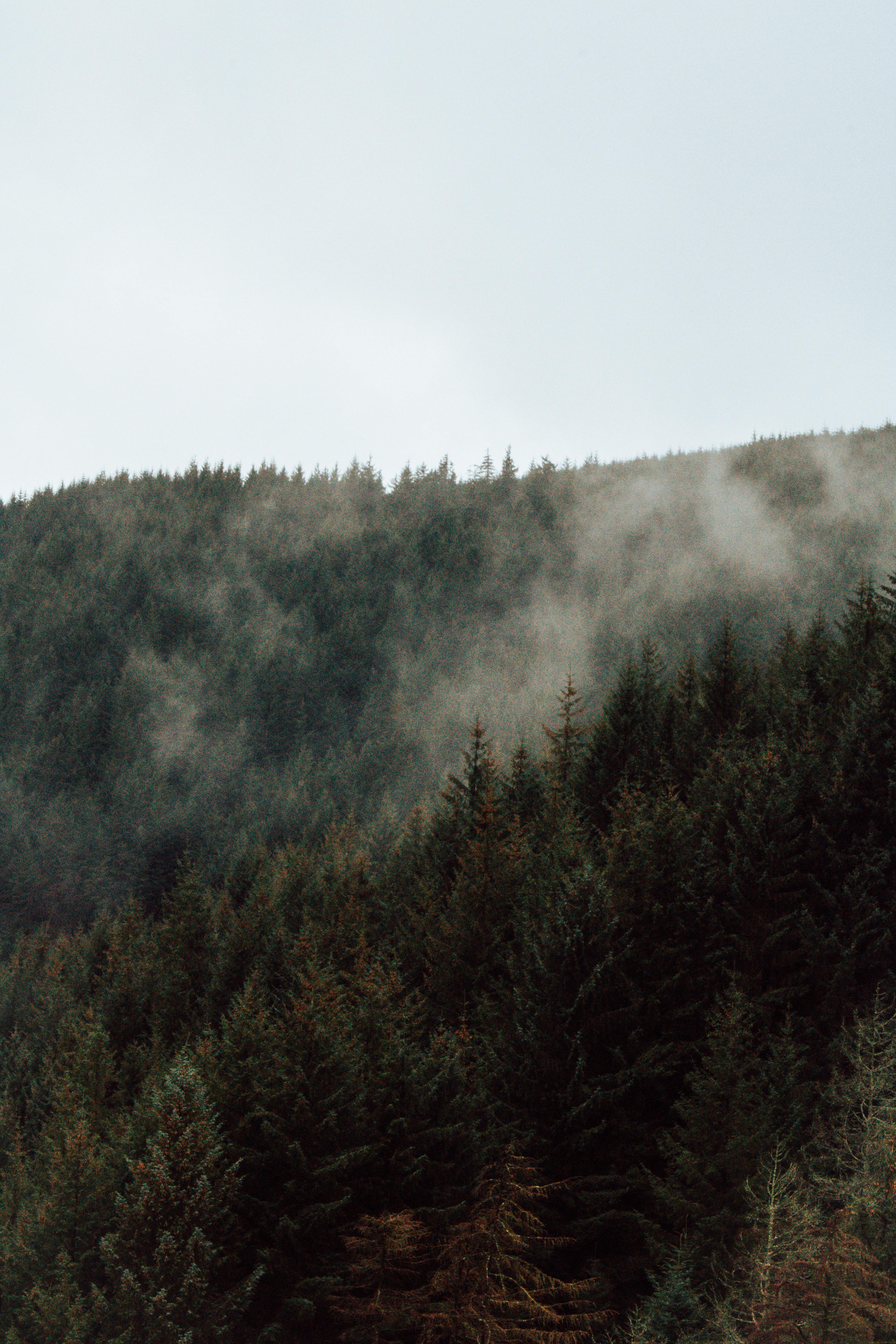 A serene misty hillside covered with dense pine trees in the early morning.