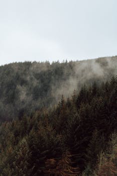 A serene misty hillside covered with dense pine trees in the early morning.