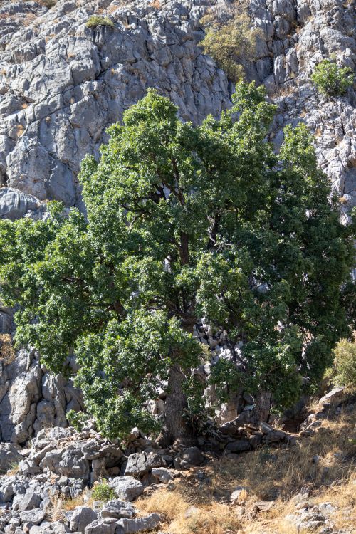 Free A vibrant tree growing among rocky cliffs in Tunceli, Türkiye. Stock Photo
