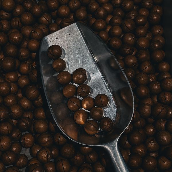 Grafted Macadamia (Murang'a)