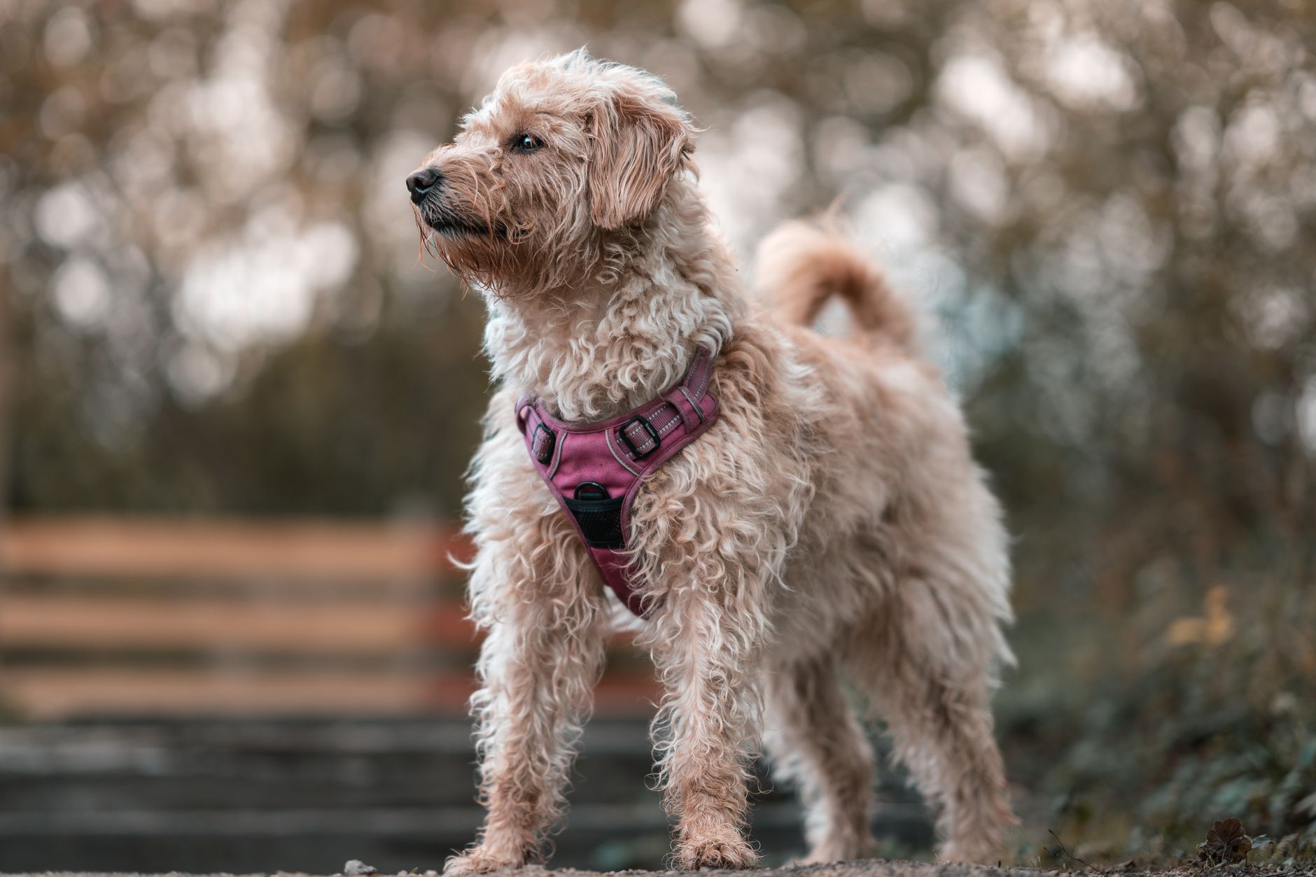 Best Dog Harnesses 2026: Step-In, No-Pull & Vest