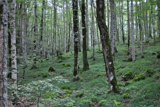 foresta