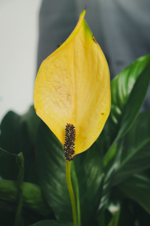 Free Yellow peace lily flower close-up showing spadix detail. Indoor plant photography. Stock Photo