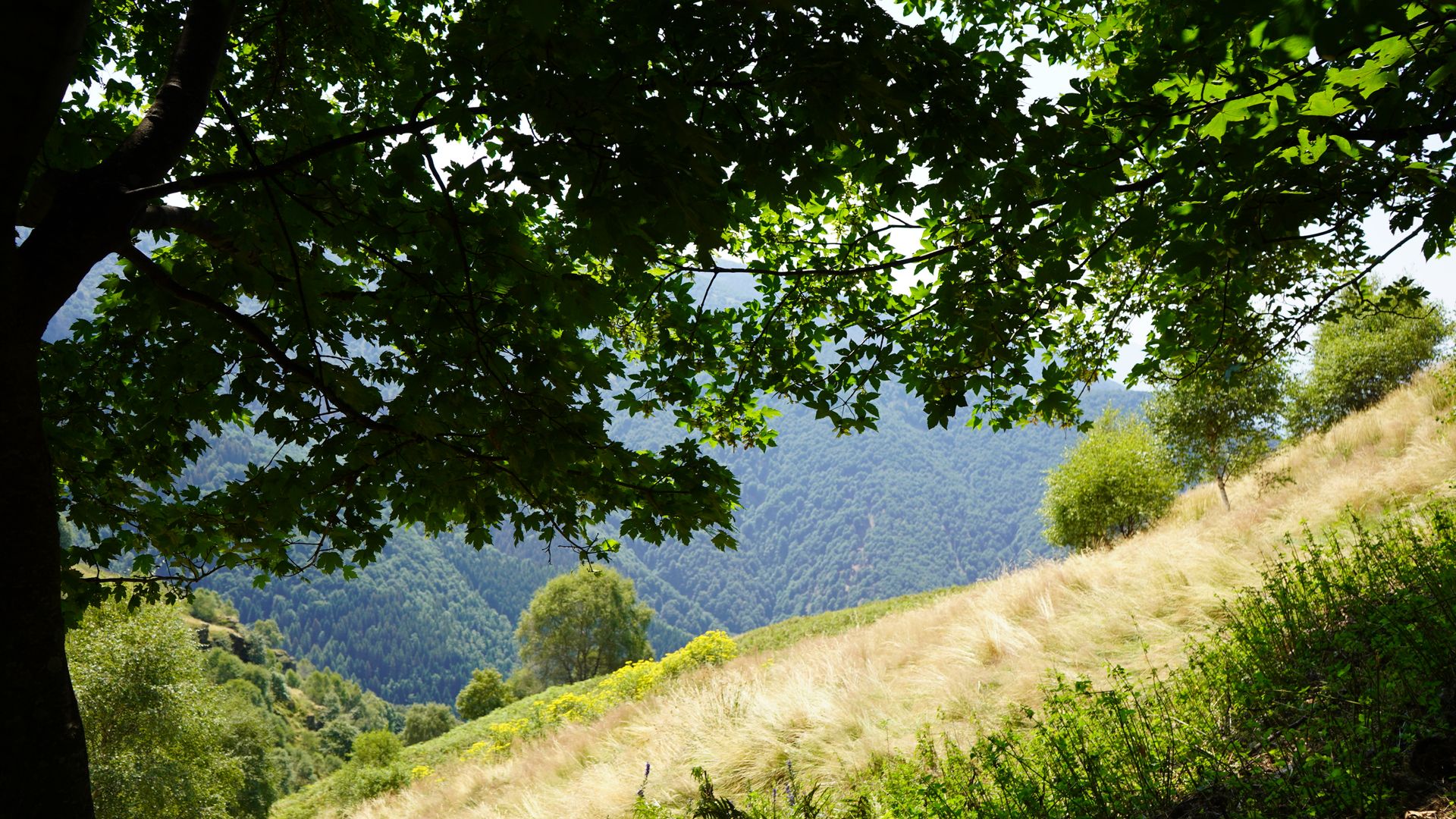 Capturing a serene mountain landscape framed by lush green foliage, ideal for nature lovers.