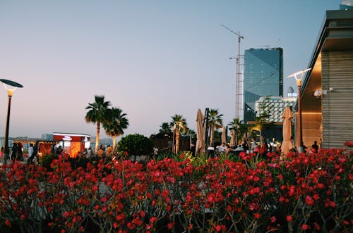 杜拜, 海, 美麗的花朵 的 免费素材图片