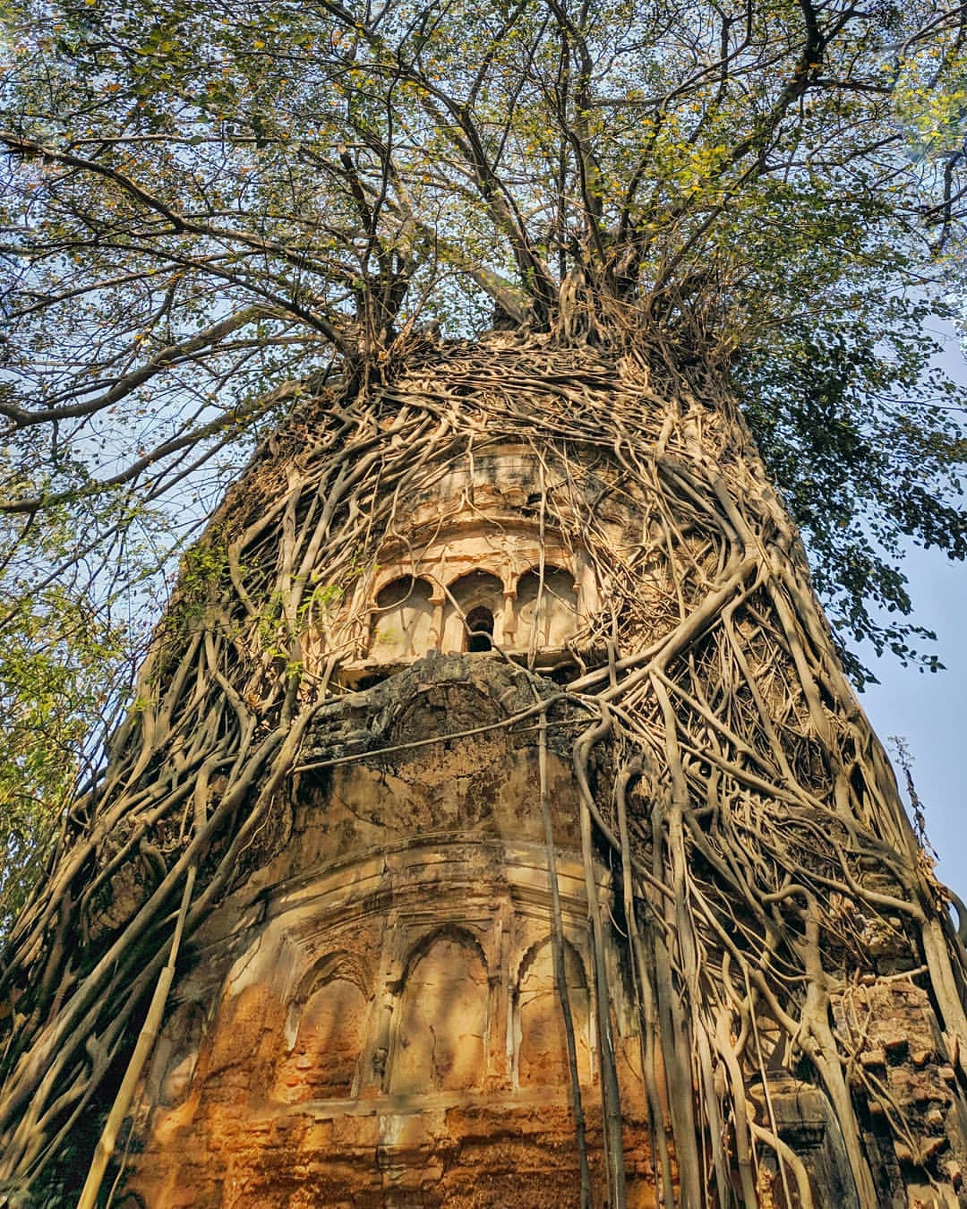 Ancient Tree With Visible Roots Photos, Download The BEST Free Ancient ...