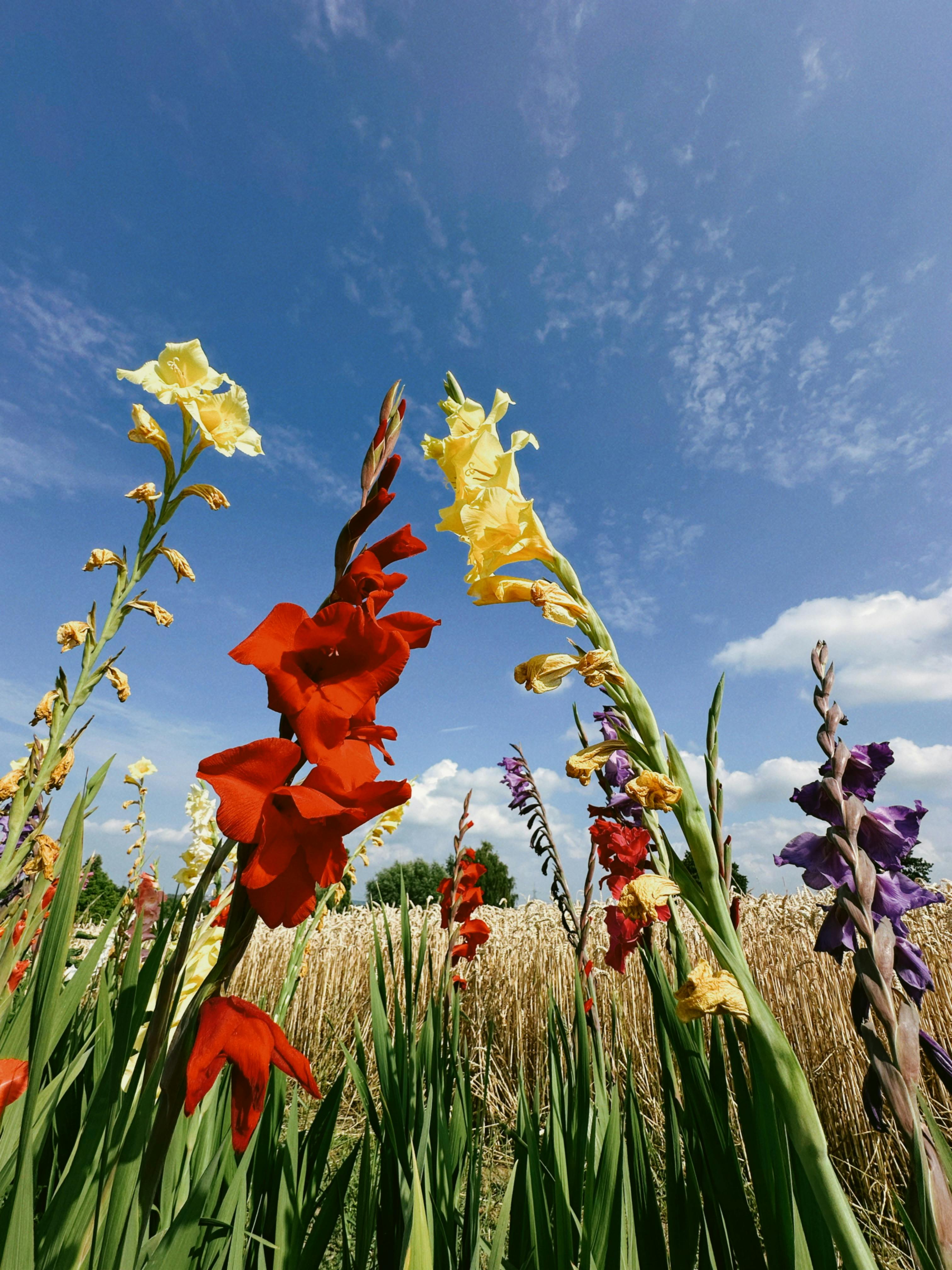 Colorful gladiolus flowers blooming in a sunny outdoor field against a vibrant blue sky.