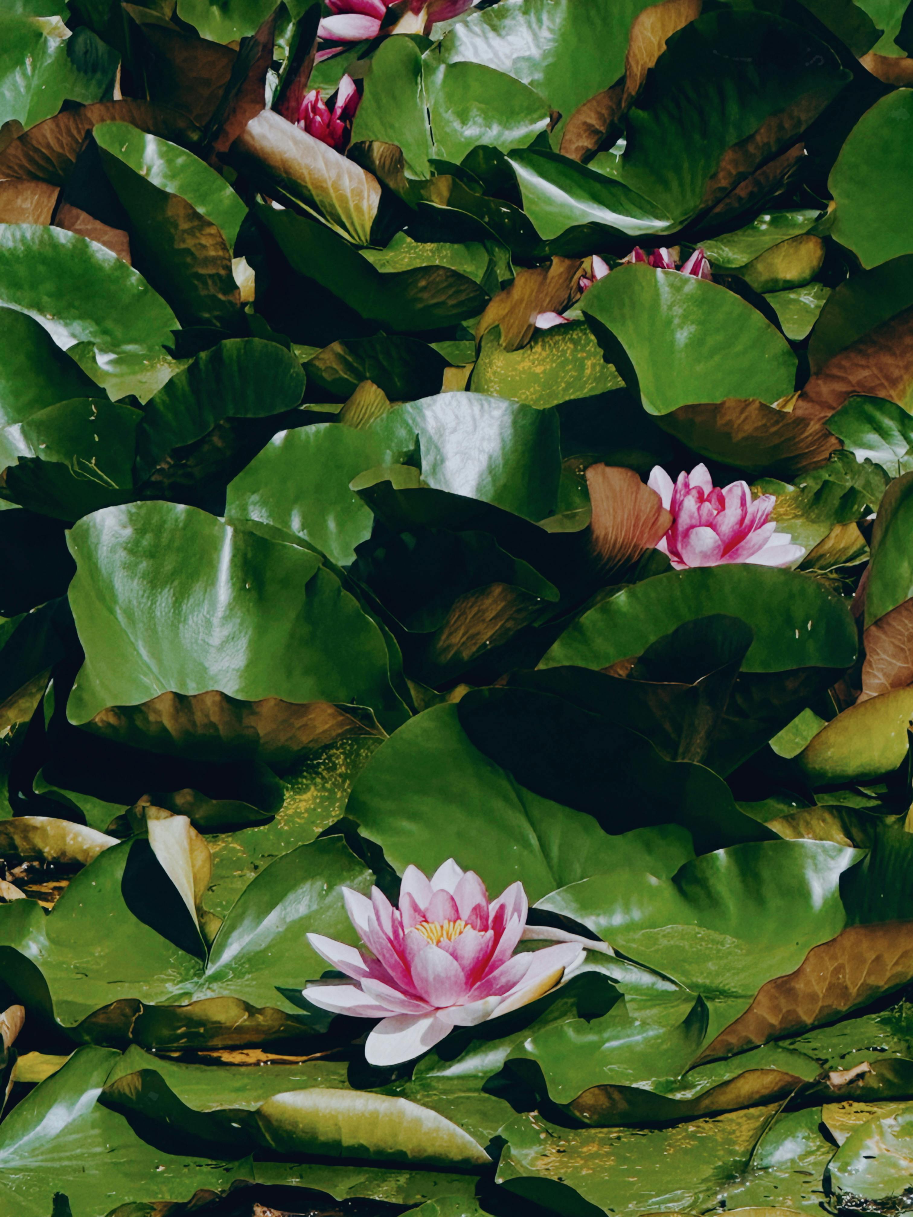 Beautiful pink water lilies float among lush green leaves in a tranquil pond setting.