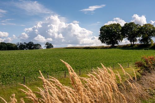 Free Golden grass and lush fields under a bright blue sky in Sittard, Limburg, perfect for nature lovers. Stock Photo