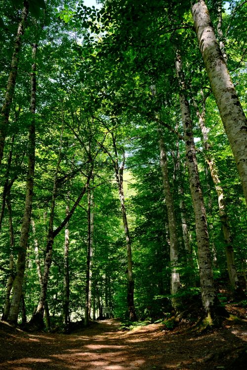 Free Tranquil forest scene with towering birch trees and a sunlit pathway in Bolu, Türkiye. Stock Photo