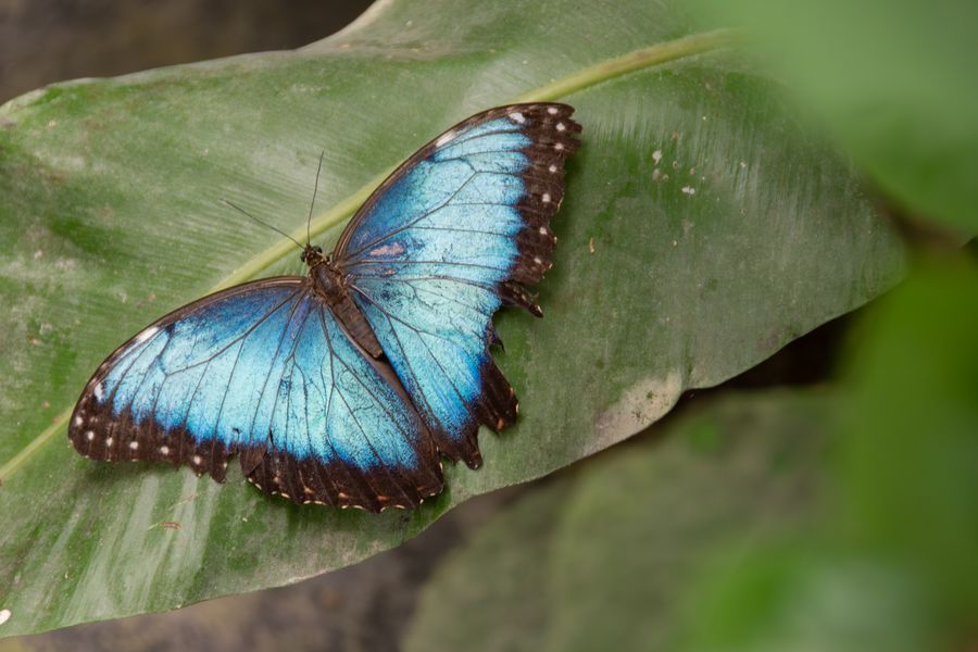 Cloud Forest · Butterflies