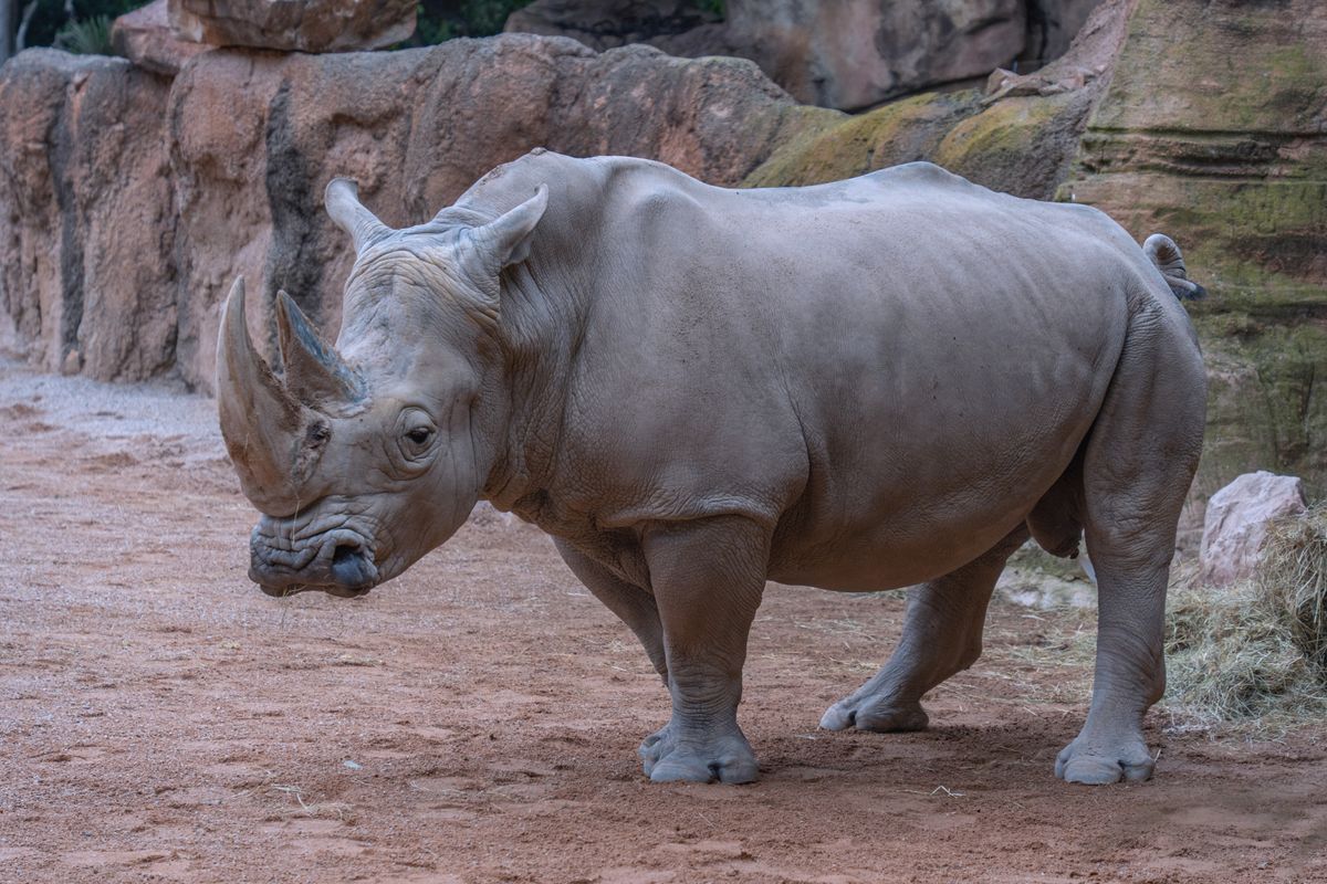800+ Nashorn Bilder und Fotos · Kostenlos Downloaden · Pexels Stock-Fotos
