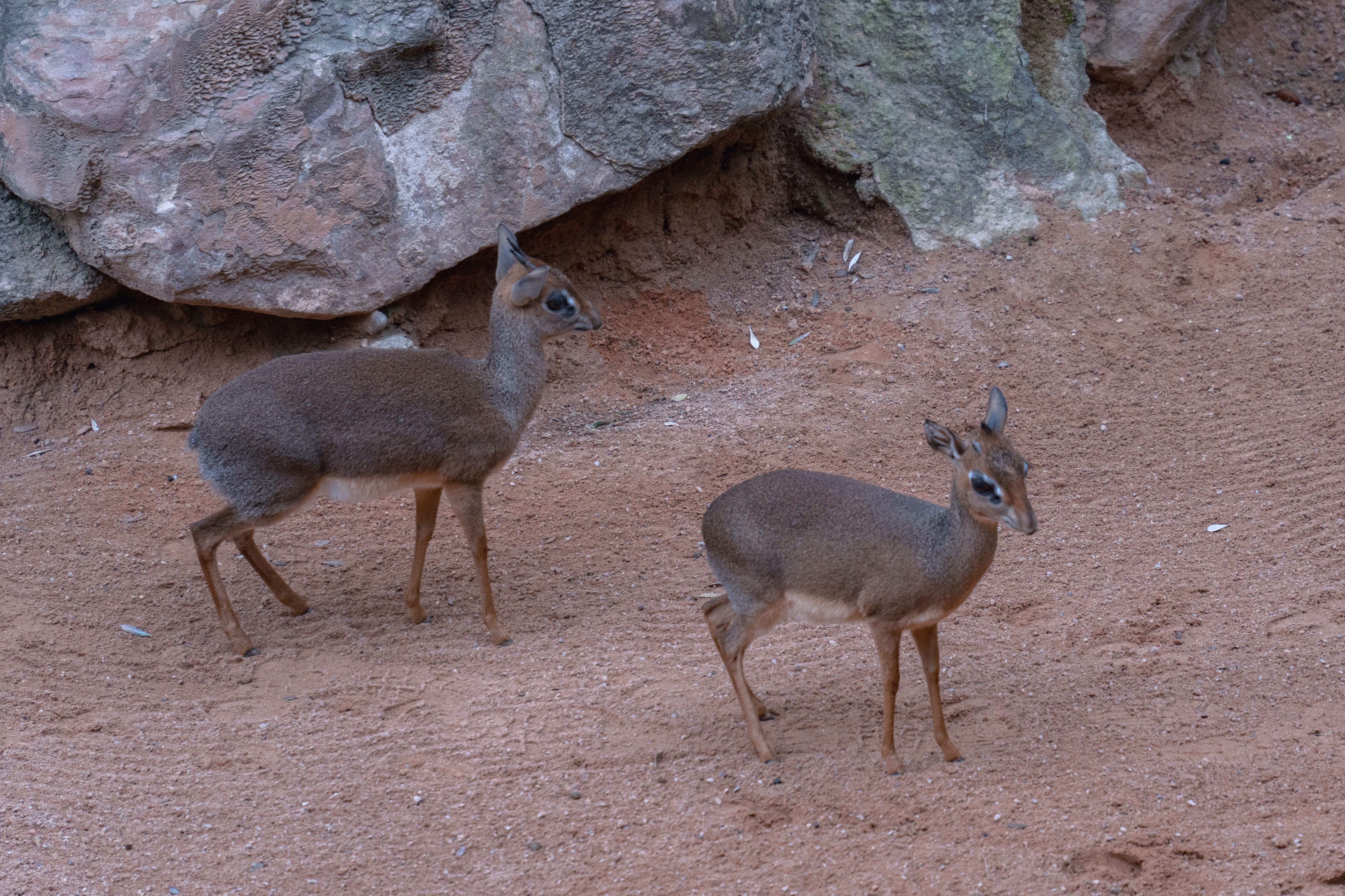 Two dik-diks stand in a natural rocky area, Valencia Zoo.