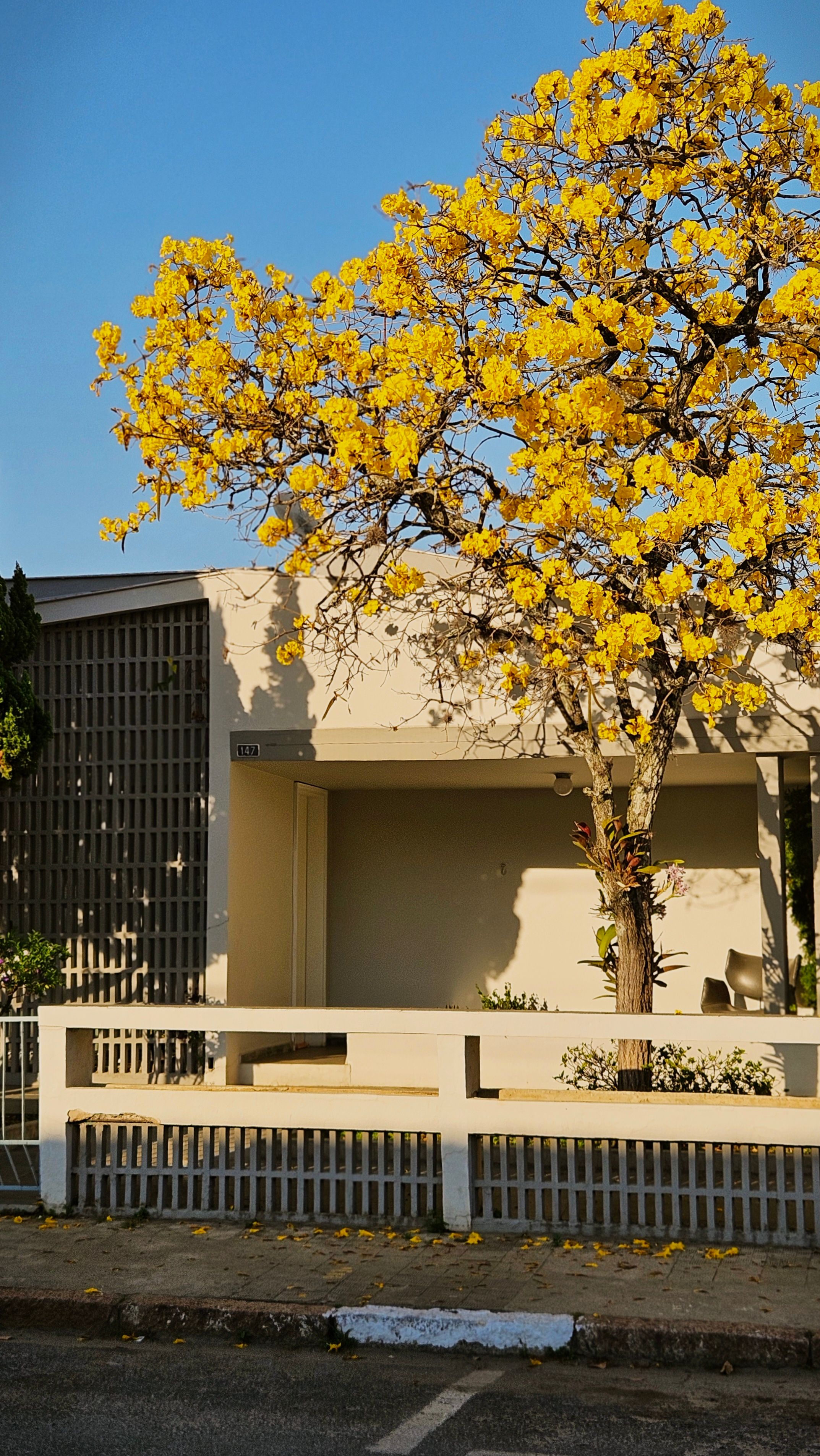 Árbol De Flores Amarillas Junto A Una Casa Moderna · Foto de stock gratuita