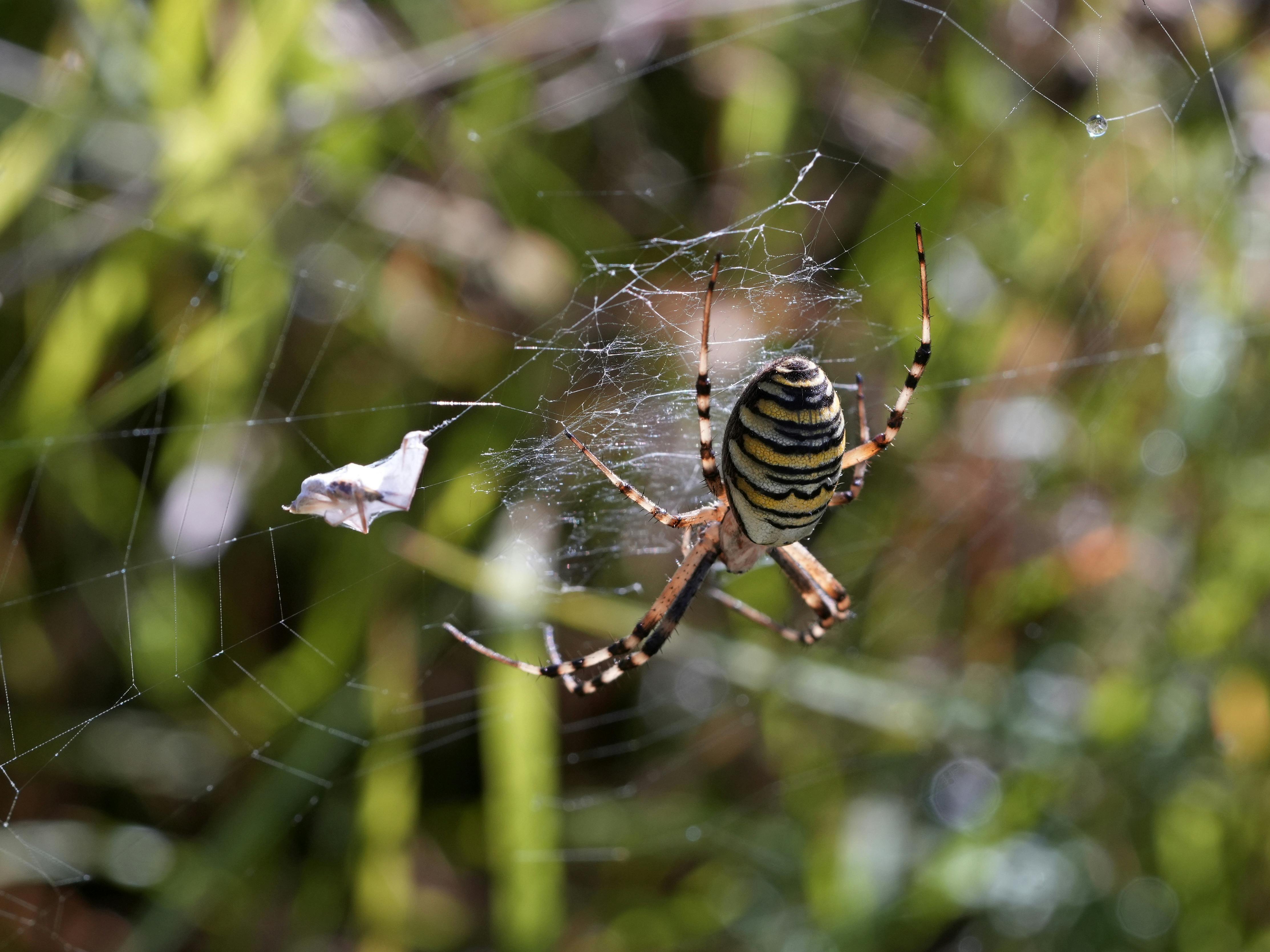 Detailed image of a yellow and black spider on a web in Soest, Netherlands.