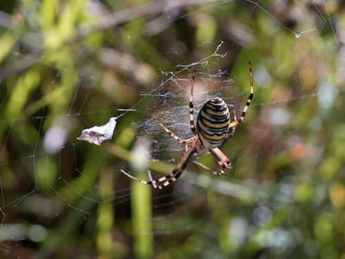 Free Detailed image of a yellow and black spider on a web in Soest, Netherlands. Stock Photo