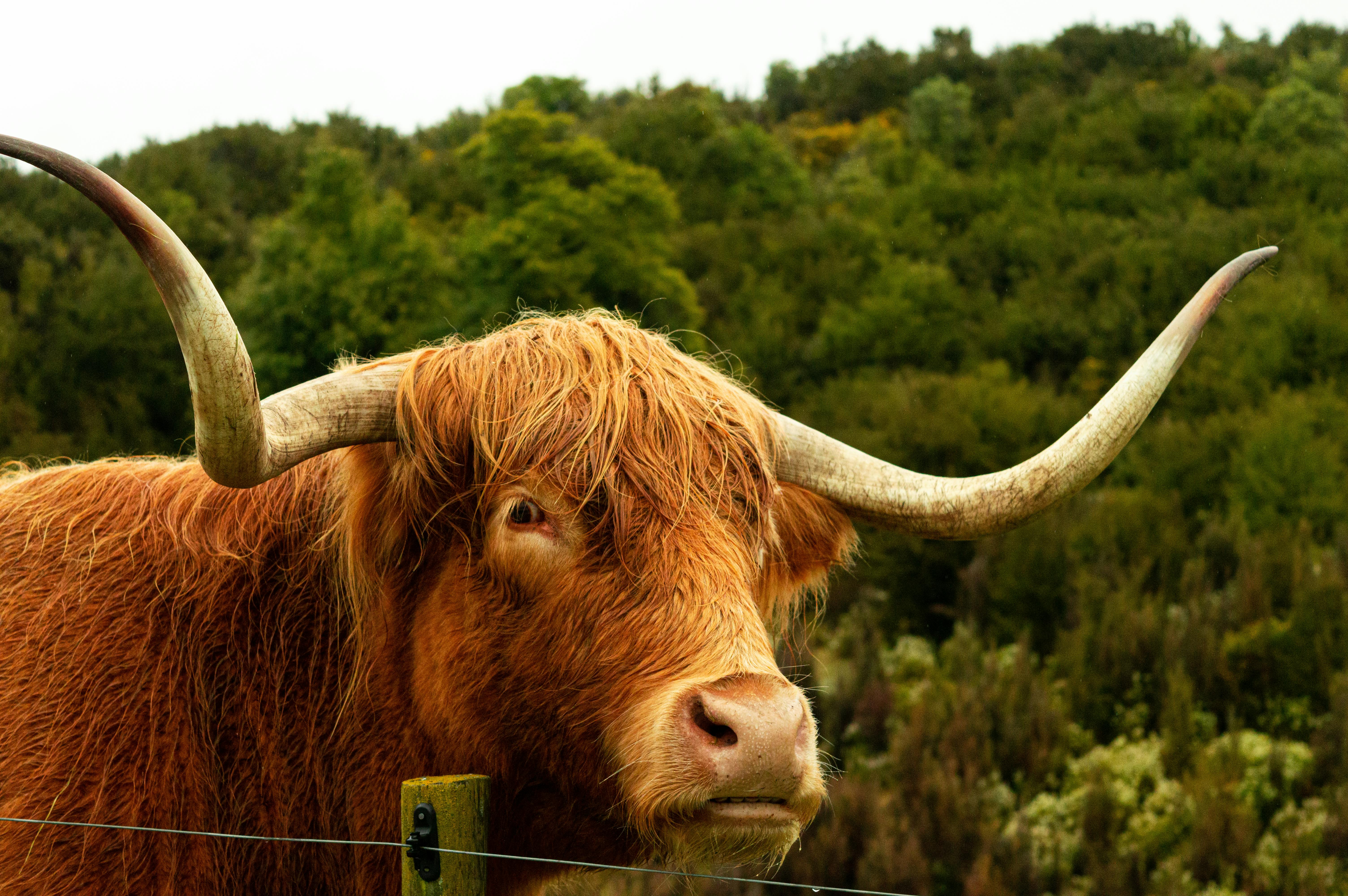 Gratuit Gros plan d'une vache des Highlands écossaises dans un paysage luxuriant de Nouvelle-Zélande. Idéal pour les thèmes liés à la nature et à la faune. Photos