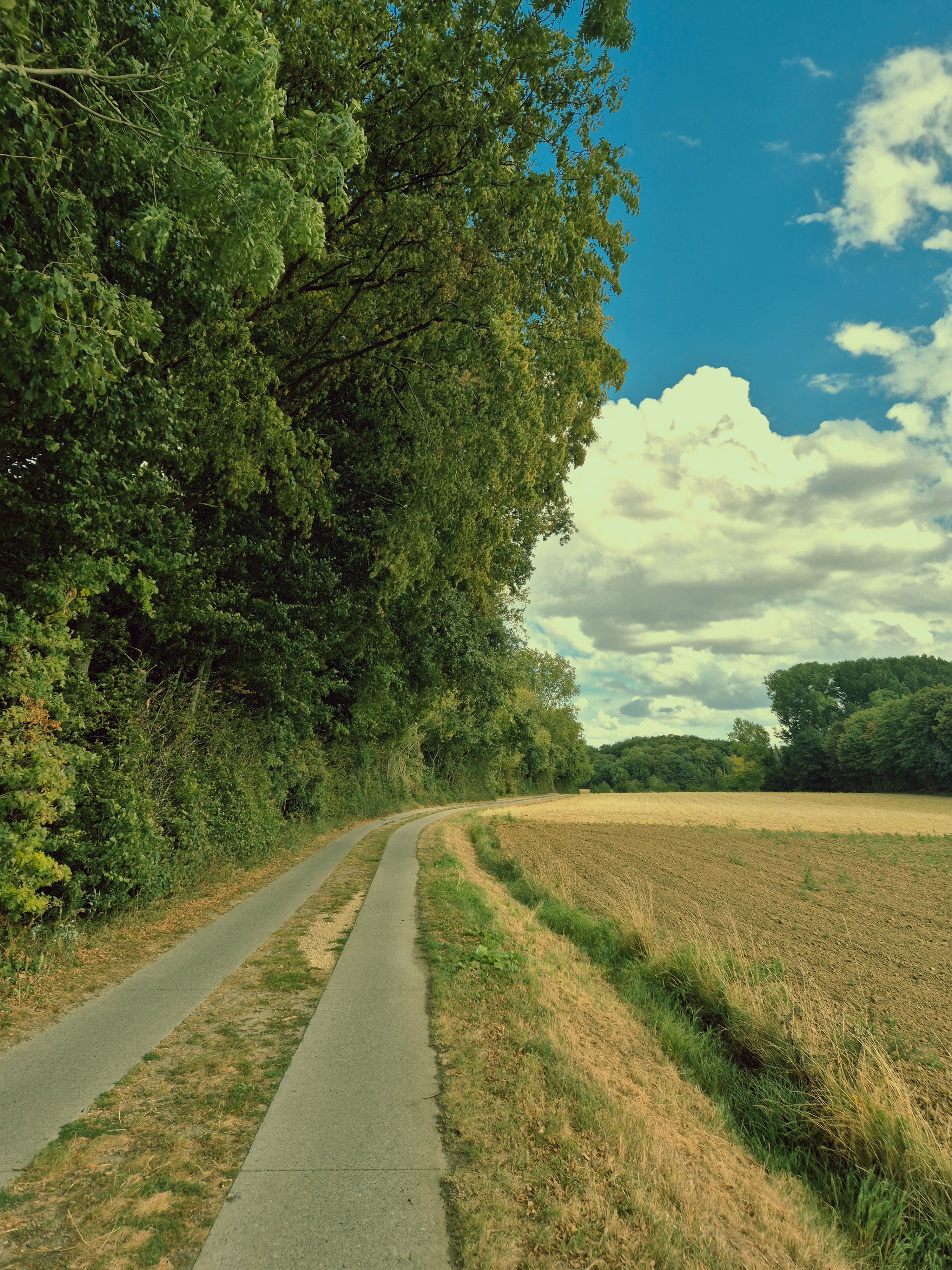 Scenic Country Road Through Lush Greenery · Free Stock Photo