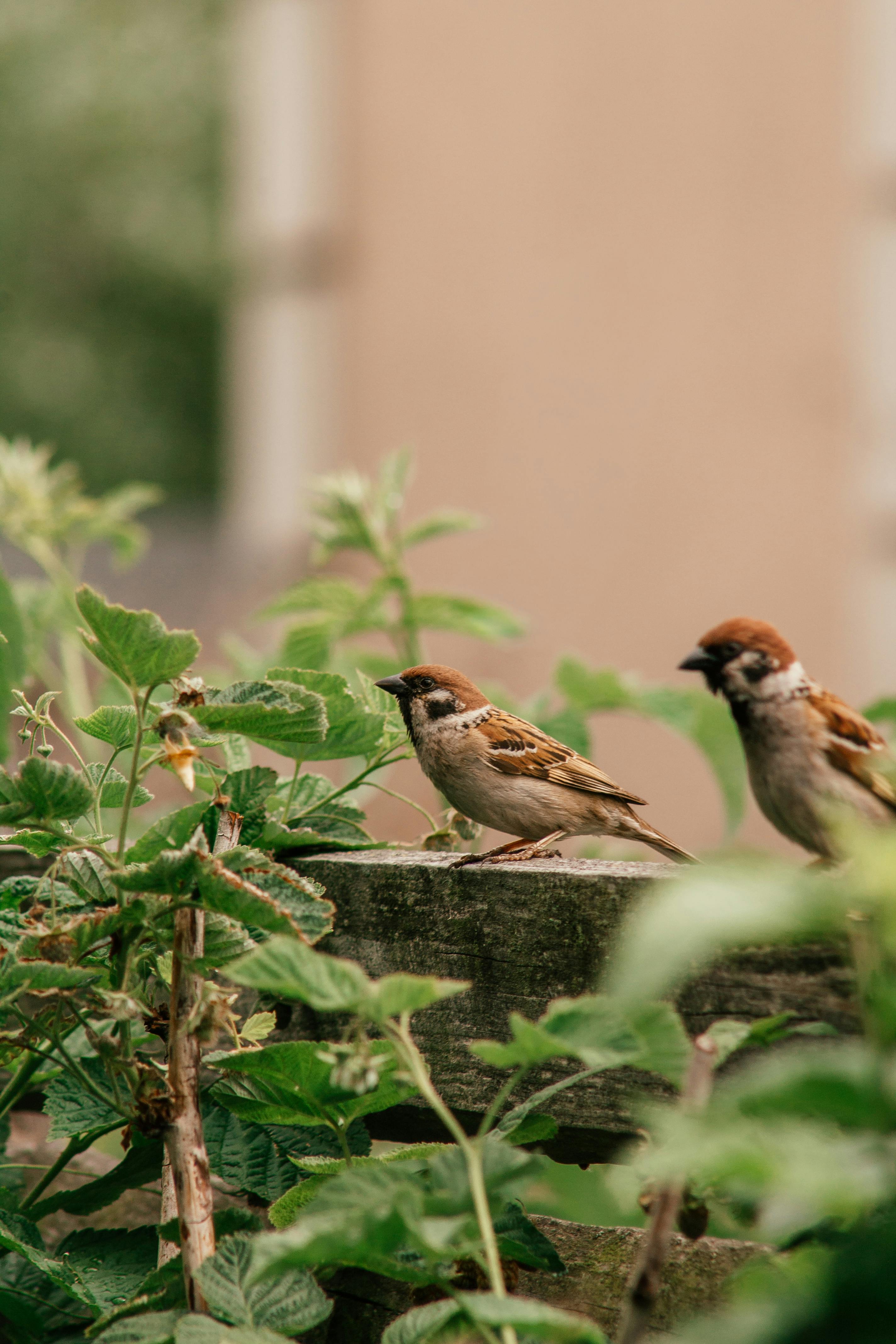 Birdneighbors