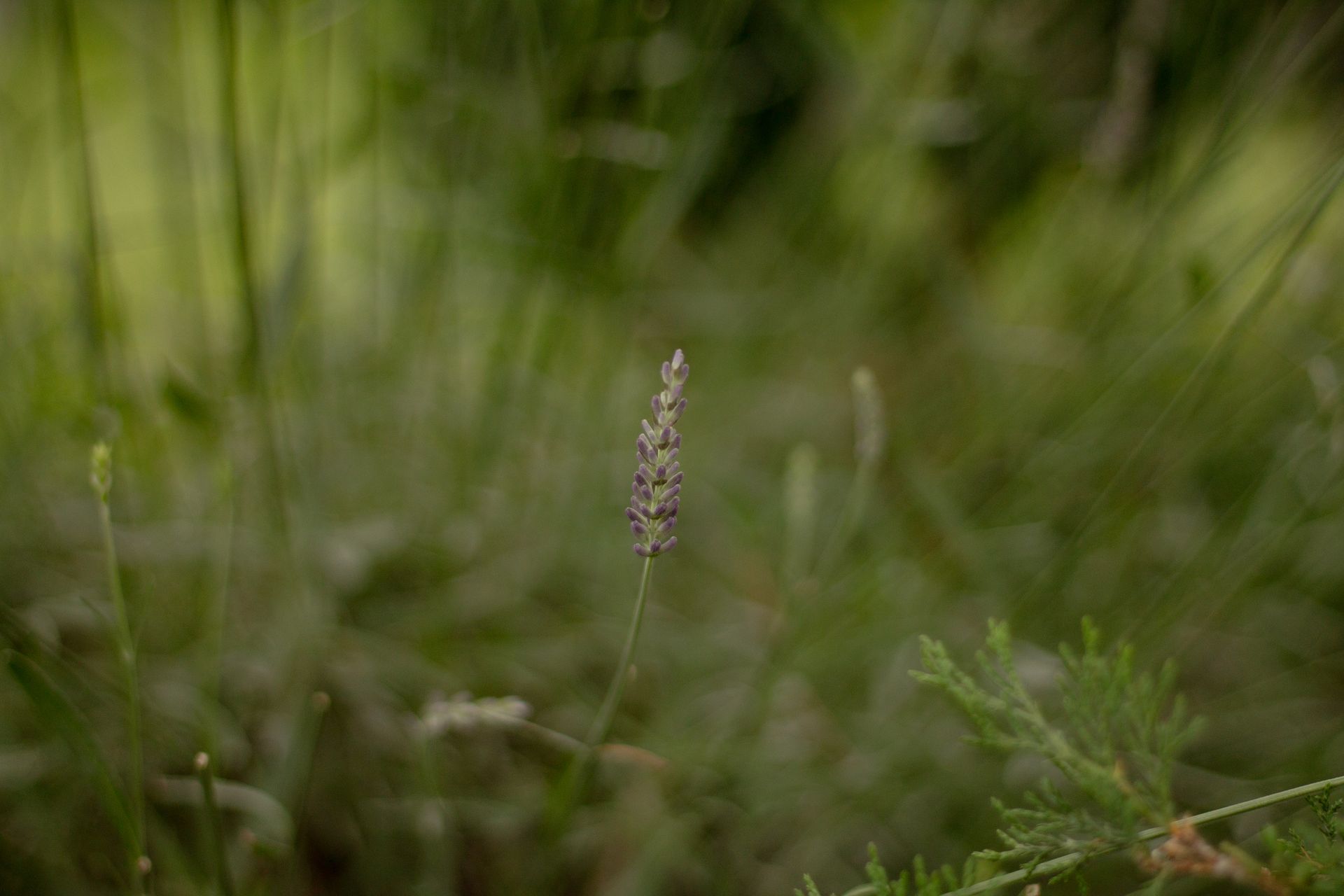 A serene close-up of a lavender plant surrounded by lush greenery.