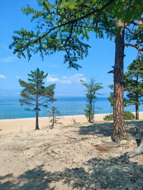 Calm forest lake shoreline with sandy beach and pine trees in Central Oregon