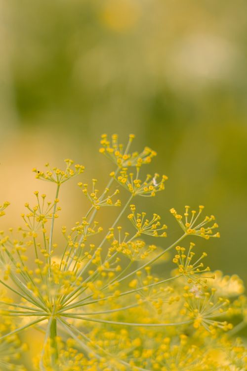 Free A detailed macro shot of a yellow dill flower in a vibrant spring setting. Stock Photo