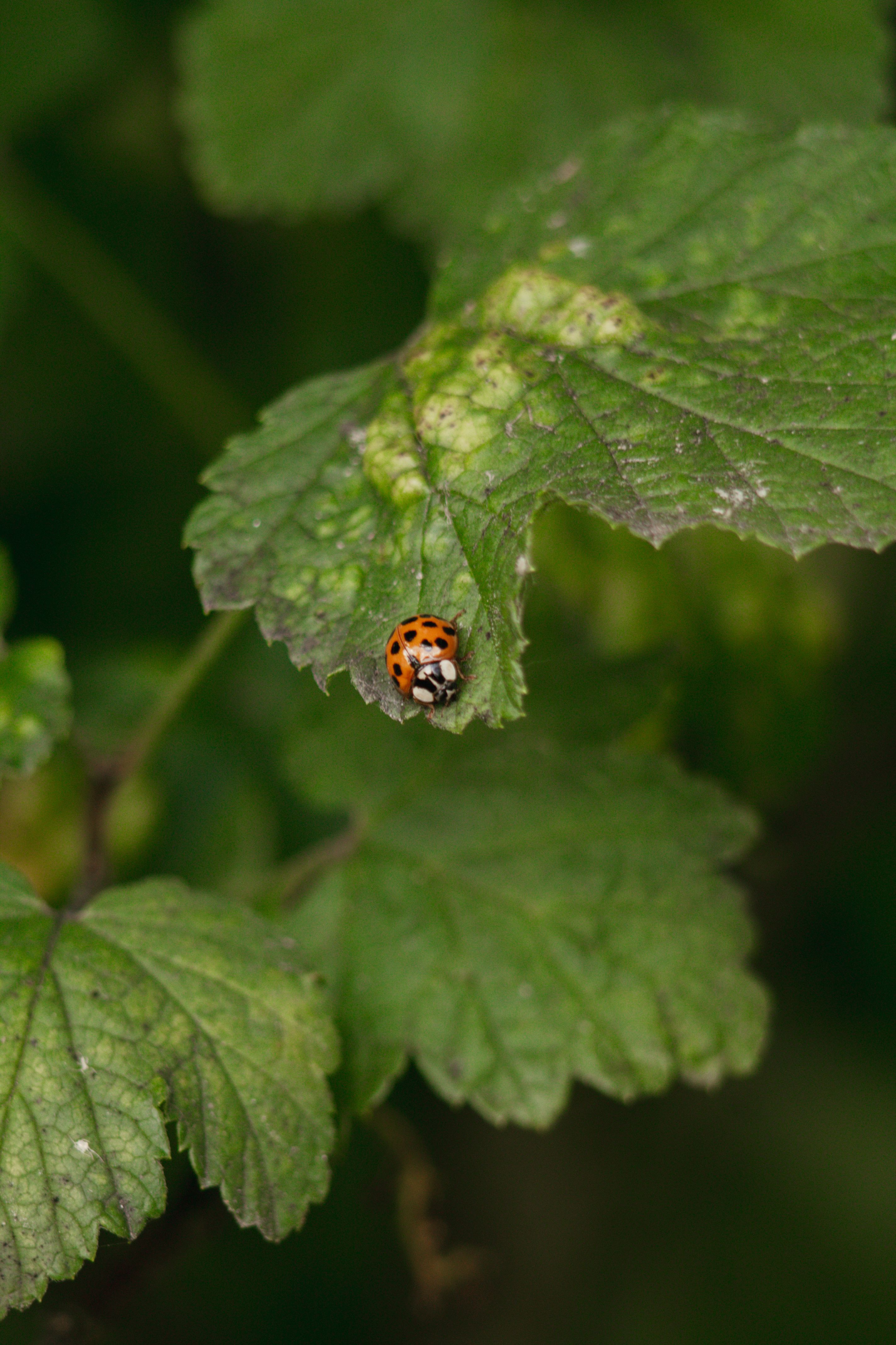 Close-up of a Ladybug on Green Leaf · Free Stock Photo