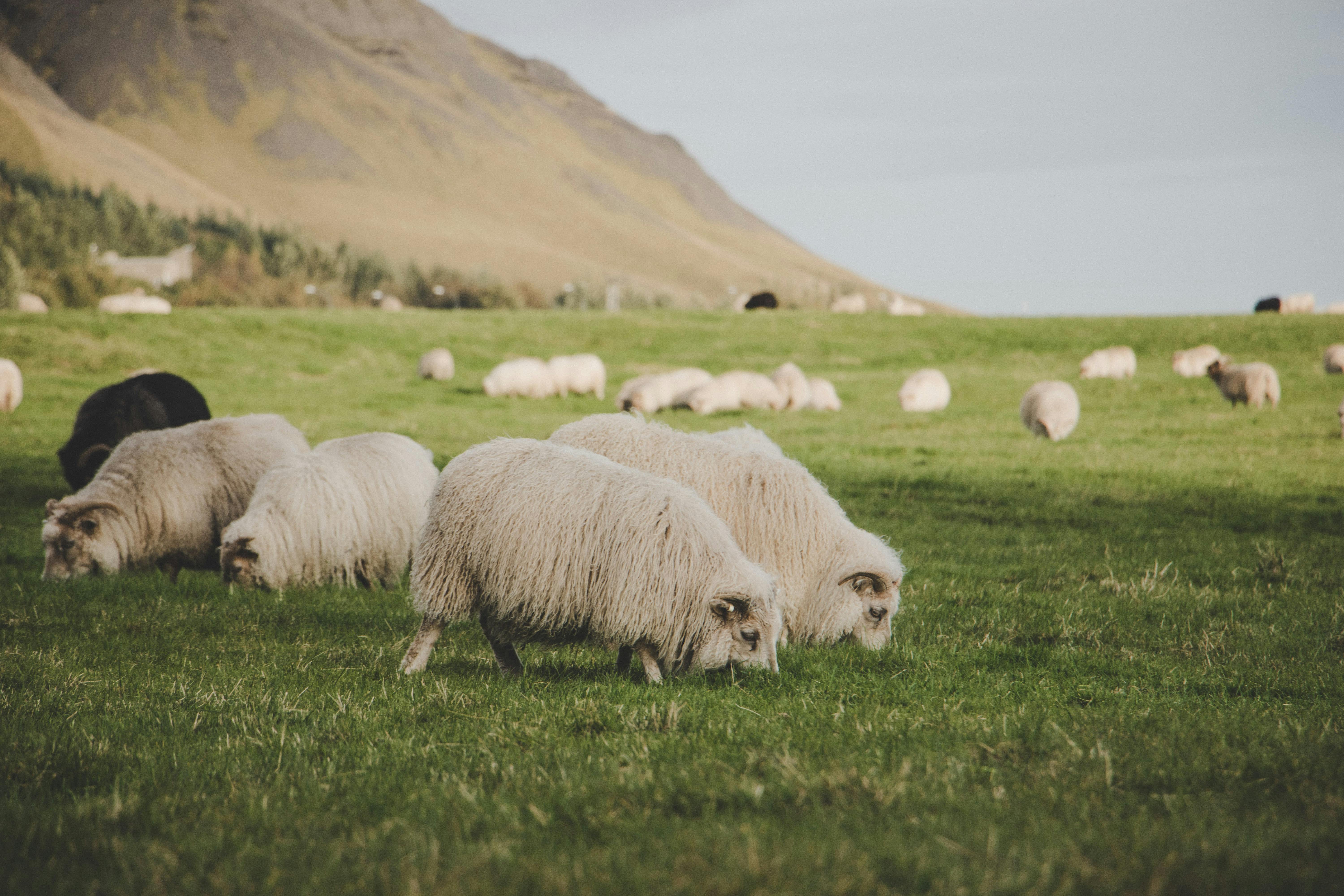 Flocks of Sheep Eating Grass · Free Stock Photo