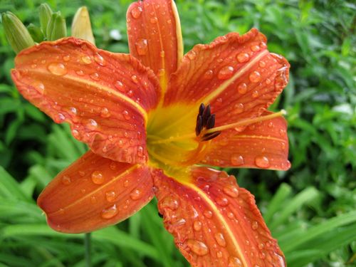 Free Close-up of an orange lily with water droplets in a lush garden setting. Stock Photo