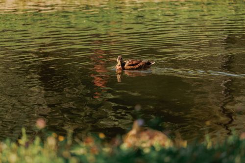 Free A lone duck gliding peacefully across a tranquil lake surrounded by greenery. Stock Photo