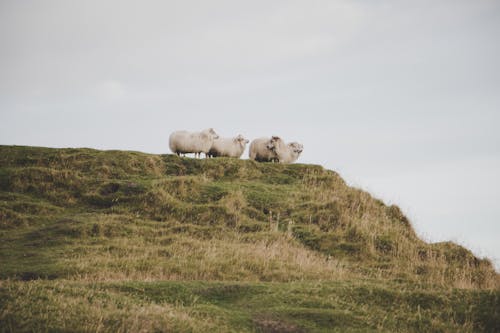 Herd of Sheep on a Mountain