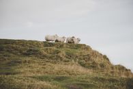 A serene scene of sheep grazing on a verdant hillside under a cloudy sky in Iceland.