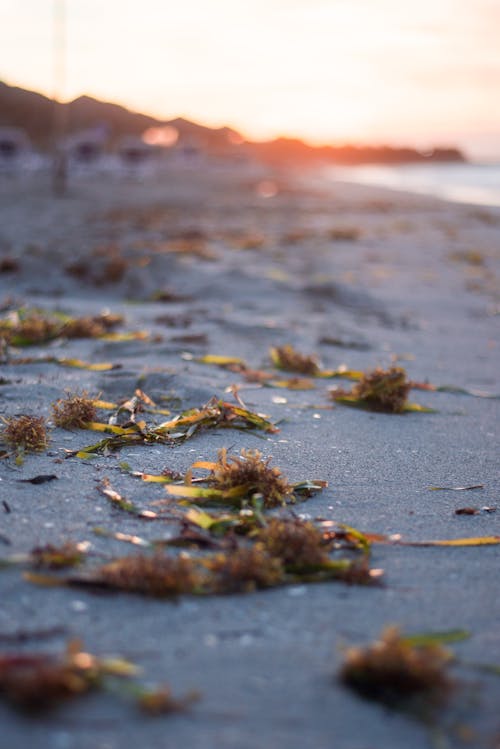 Základová fotografie zdarma na téma beach goers, mořské řasy, nádherný západ slunce