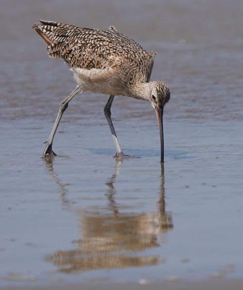 Free Close-up of a Long-billed Curlew foraging in water at UCSB, California. Stock Photo
